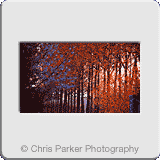Landscapes» AutumnLeavesLincs.gif