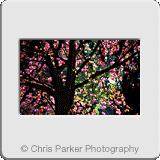 Landscapes» Blossom tree.gif