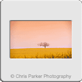 Landscapes» Rape field with tree.gif