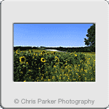 Landscapes» Sunflower fields Kent.gif