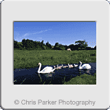 Landscapes» Swans with cygnets.gif