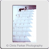 Miscellaneous» Cat on stairs.gif