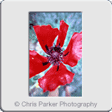 Miscellaneous» Red flower.gif