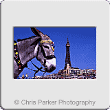 Tourism» Blackpool donkeys.gif