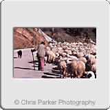 Tourism» Shepherd with goats.gif